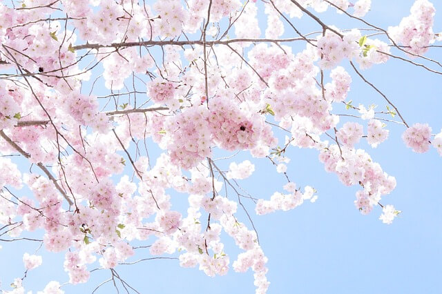 桜の画像