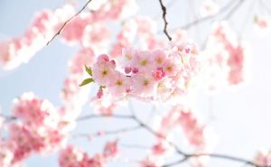桜の画像