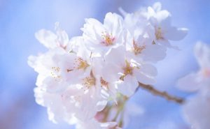 桜の画像