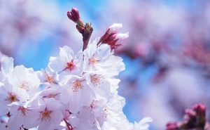 桜の画像
