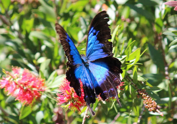 オオルリアゲハの写真