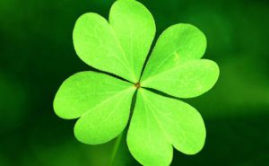 四つ葉のカタバミの写真