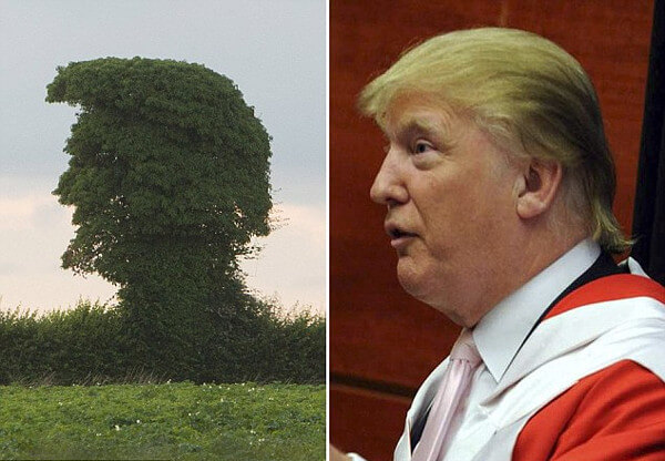 トランプ大統領&樹木