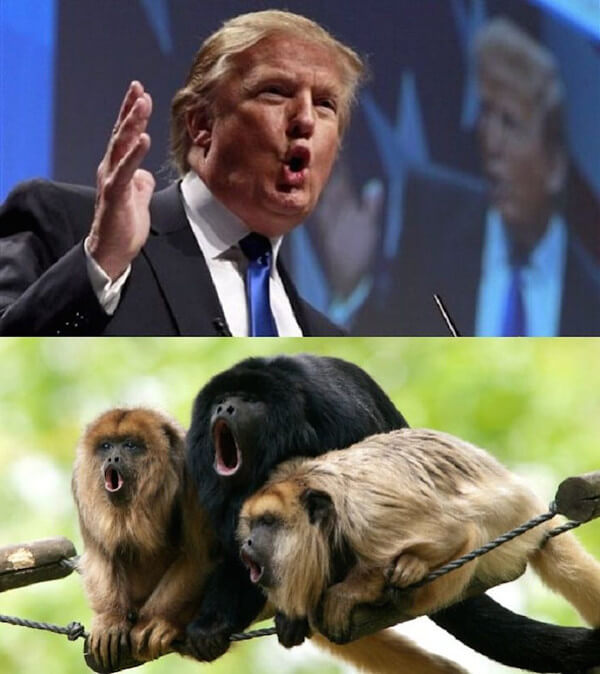 トランプ大統領&サル