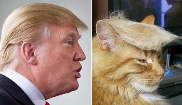 トランプ大統領&猫