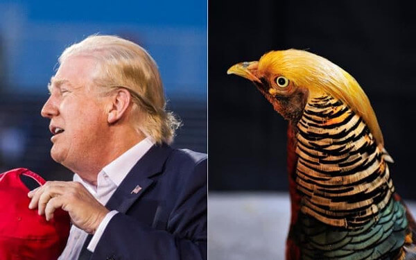 トランプ大統領&黄金キンケイ