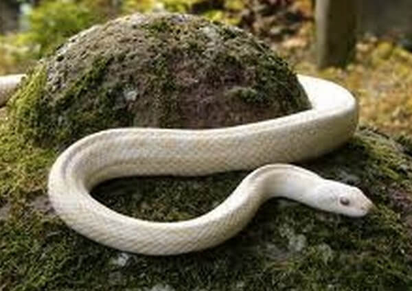 白いヘビの画像