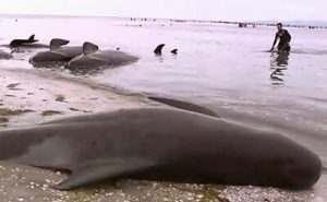 ニュージーランドでのクジラ座礁の画像