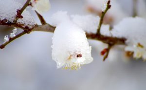 雪と桜の画像
