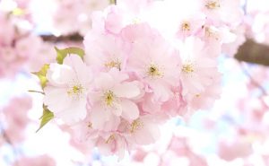 桜の画像