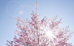 満開の桜の画像
