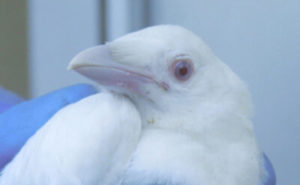 白いカラスの画像