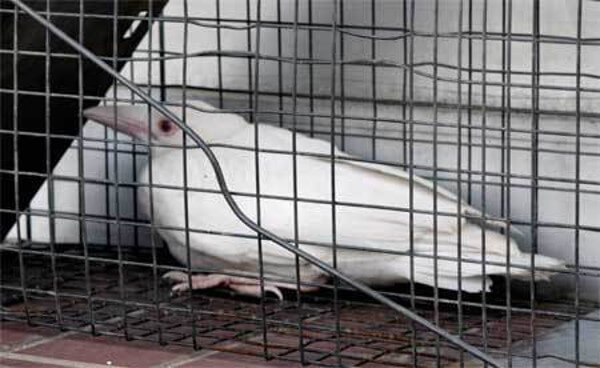 白いカラスの画像