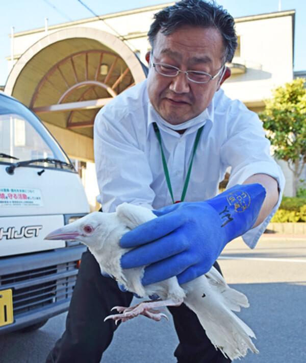 白いカラスn画像