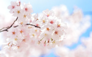桜の画像