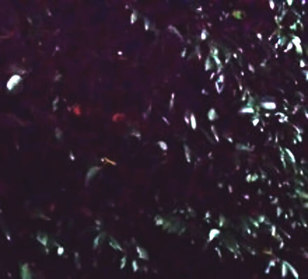 龍の神様の写真(調整)