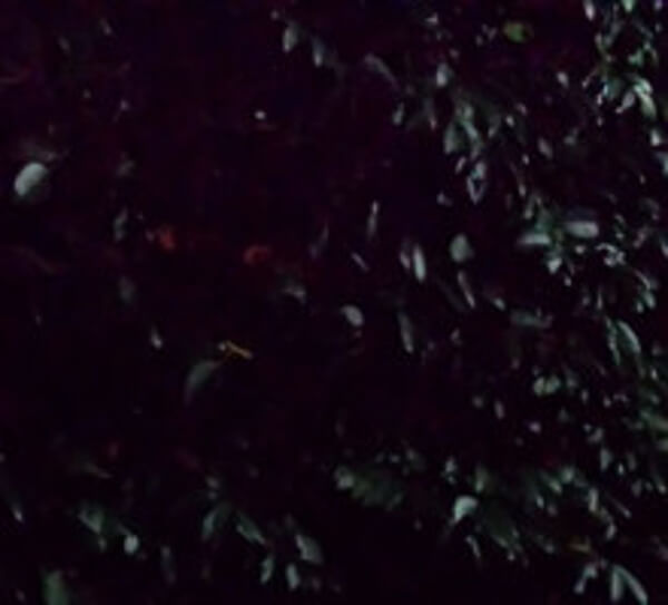 龍の神様の写真