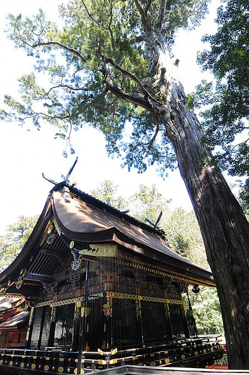 鹿島神宮 ご神木の写真