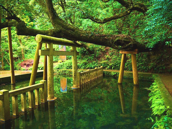 鹿島神宮 御手洗池の写真