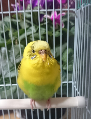 インコの写真