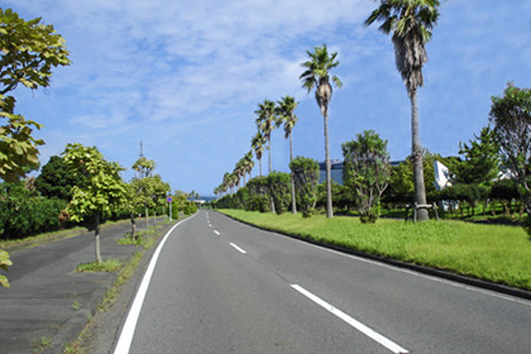 御前崎市のヤシの木通り