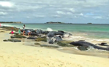 オーストラリアで発生したクジラの座礁