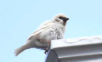 白いスズメの写真