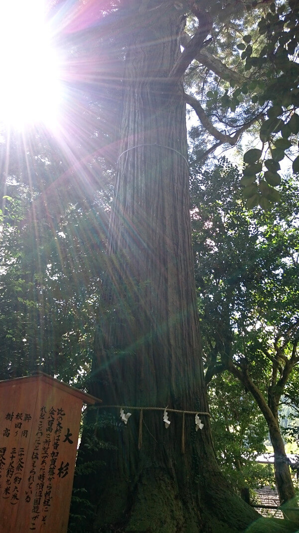 須佐神社のご神木の写真