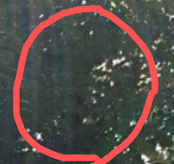 須佐神社のご神木の写真(拡大その1)