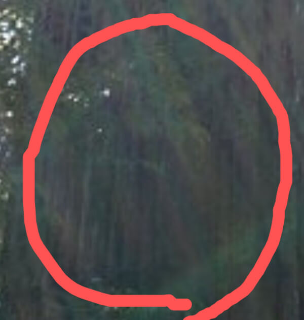 須佐神社のご神木の写真(拡大その2)