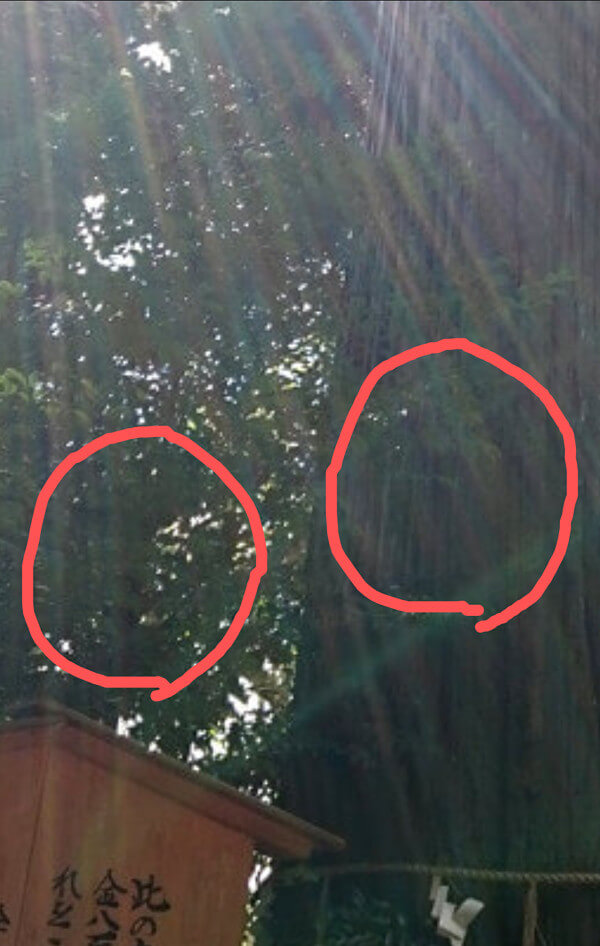 須佐神社のご神木の写真