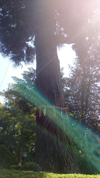 鹿島神宮のご神木の写真