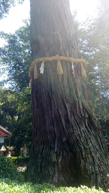 鹿島神宮のご神木の写真