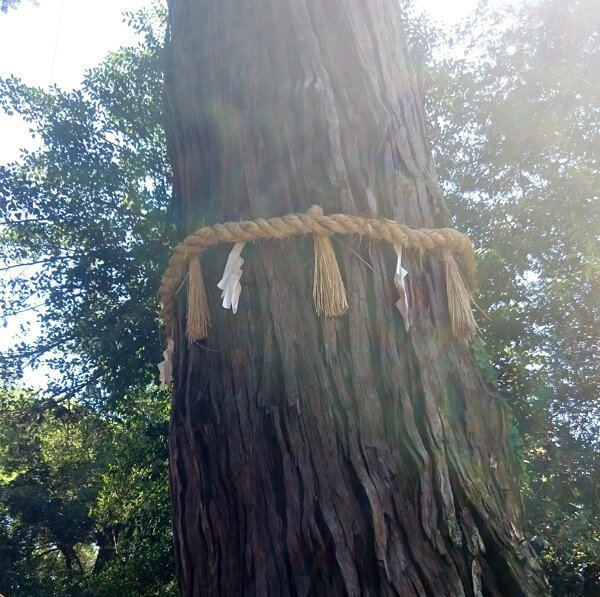 鹿島神宮のご神木の写真(拡大)