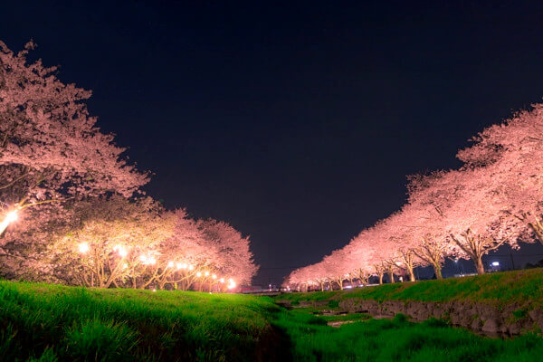 夜桜の写真
