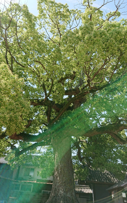 ひまありさんからのご投稿写真