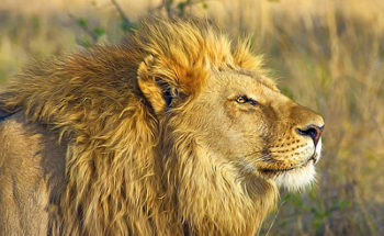 ライオンの写真