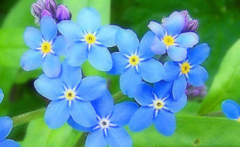 忘れな草の写真