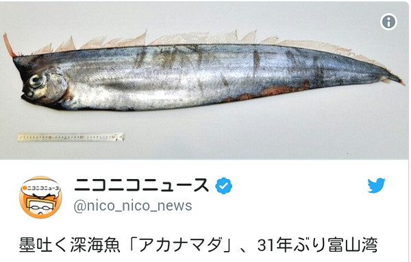 深海魚「アカナマダ」の写真