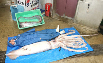 水揚げされた「リュウグウノツカイ」と「ダイオウイカ」の写真