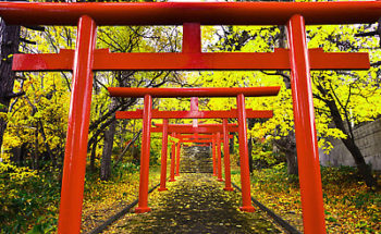 神社の赤い鳥居の写真