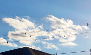 麒麟のような雲の写真