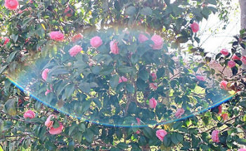 ムクのママからの投稿写真