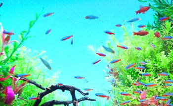 熱帯魚の写真