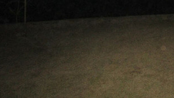 中年おっさんさんの投稿写真(芝生部分拡大)