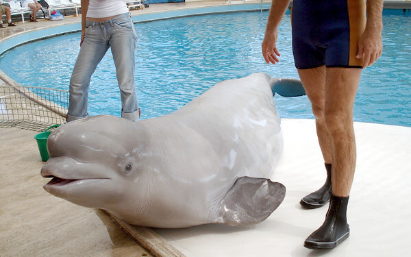 シロイルカの写真