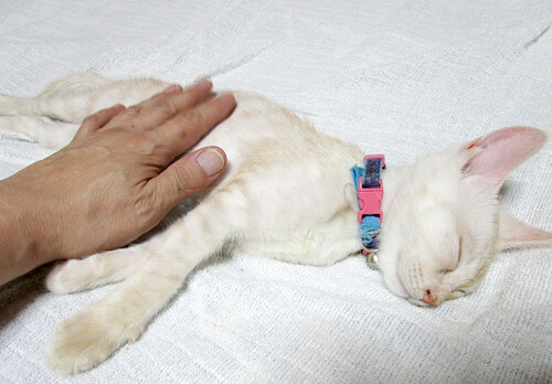 中年おっさんさんの愛猫「凛」