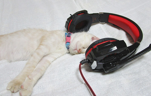 中年おっさんさんの愛猫「凛」