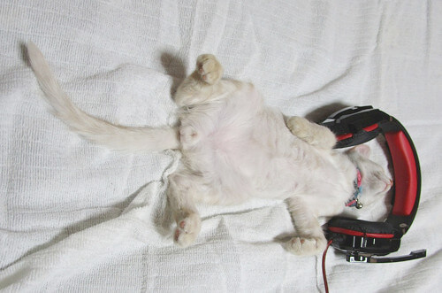 中年おっさんさんの愛猫「凛」