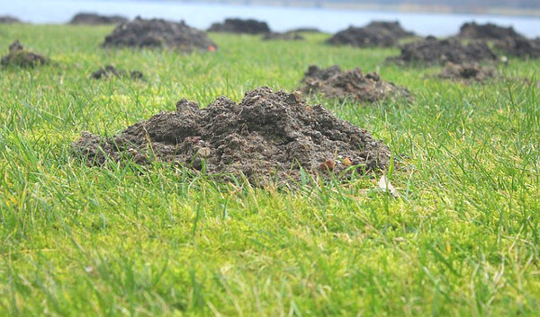 モグラ塚の写真